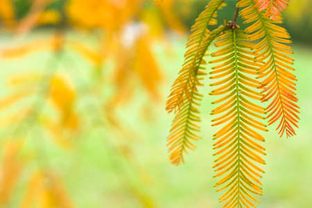 Metasequoia glyptostroboides tree, autumn and fall tree close-up in Tsinandali, Kakheti, Georgiaの写真素材
