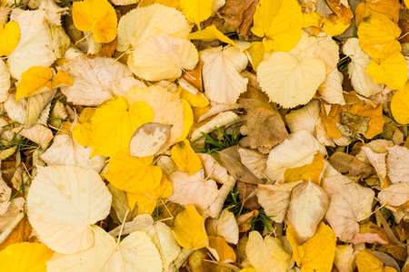 Yellow leaves on the land background and texture, nature autumn and fall