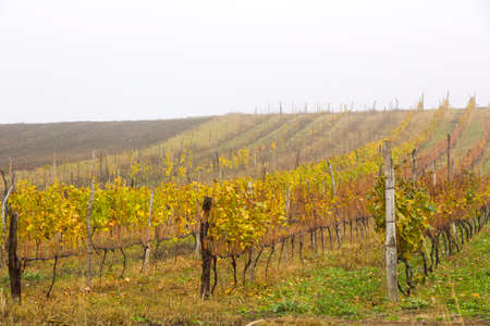 Winery and wine yard in Kakheti, Georgia. Landscape of grape trees valley at autumn timeの写真素材