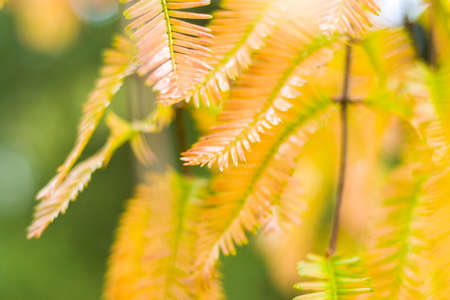 Metasequoia glyptostroboides tree, autumn and fall tree close-up in Tsinandali, Kakheti, Georgia
