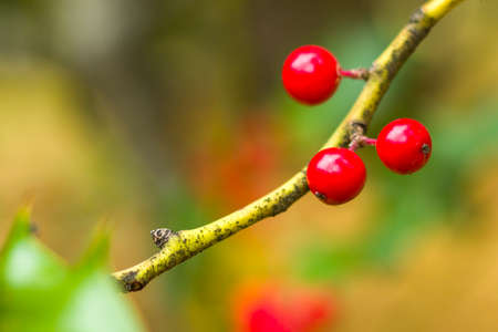 Real christmas berry macro and close-up, tree and leave backgroundの写真素材