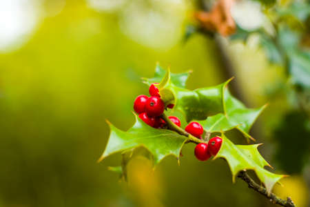 Real christmas berry macro and close-up, tree and leave background