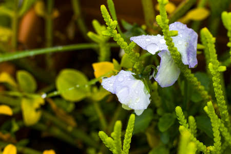 Dew on the plant leaves, water reflection, drops and dew in the misty and foggy weather, day and outdoorの写真素材