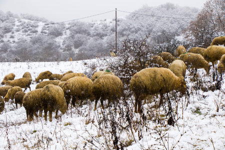 A flock of sheep and lambs during snowfall, winter landscape and sheep in Georgia, animal themeの写真素材