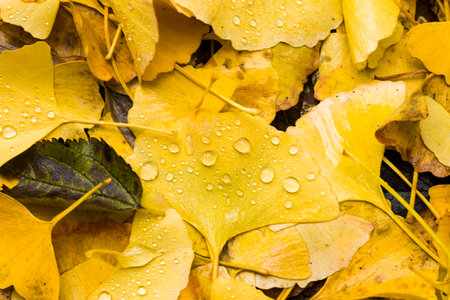 Autumn Gingko Biloba tree leaves, autumn yellow ginkgo leaves and dew and rain dropsの写真素材