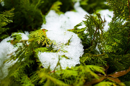 Snow on the branch and green leaves, snowy tree close-up in Georgiaの写真素材