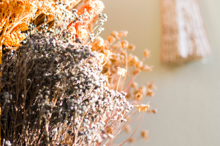 Dry plants and flowers close-up and macro, autumn colorsの写真素材