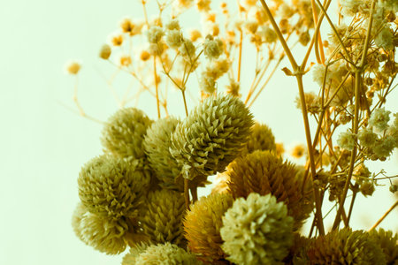 Dry plants and flowers close-up and macro, autumn colorsの写真素材