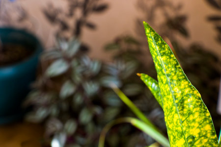 Croton plant leave close-up background, yellow and green color house plantの写真素材