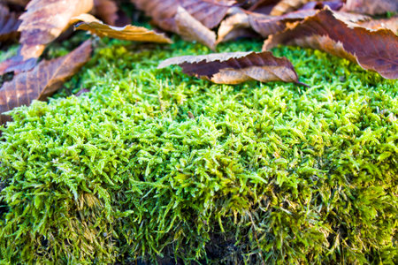 Macro and close-up of moss and autumn leaves on the land, nature backgroundの写真素材