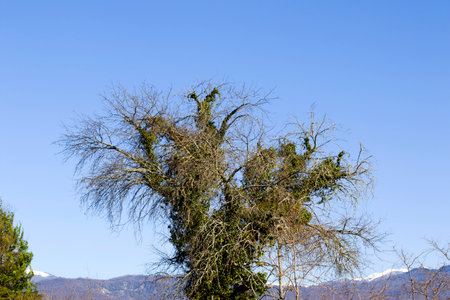 Forest view and landscape Georgia. Winter nature background. Tree body.