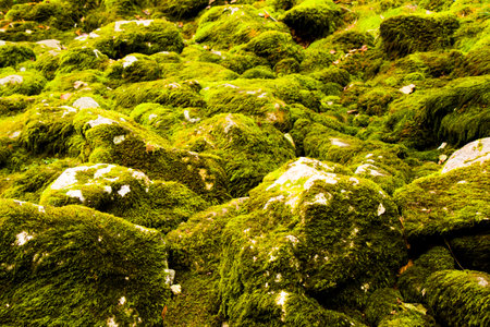 Moss on the rocks, nature background, green moss color textureの写真素材