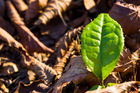 Ivy clipping path, climber plant on the tree, nature backgroundの写真素材