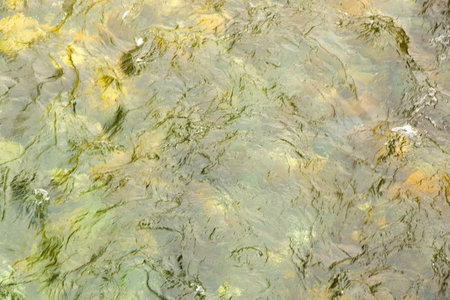 River water background, water texture, close-up