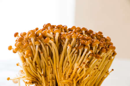 Golden brown Asian Enoki mushrooms, vegetable background, fungusの写真素材