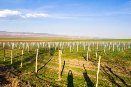 Winery and wine yard in Georgia. Landscape of grape trees valley at autumn timeの写真素材
