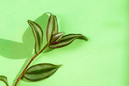 a house plant close-up, green plant in room, houseplant on the green background, high angle view