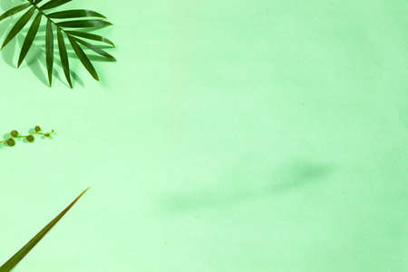 Indoor palm tree leaf, Chrysalidocarpus Areca plant on the green background, high angle viewの写真素材