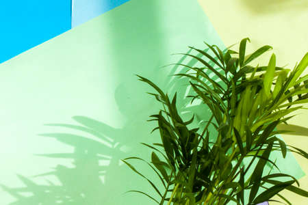 Indoor palm tree, Chrysalidocarpus Lutescens Areca plants, home air plants on the color backgroundの写真素材