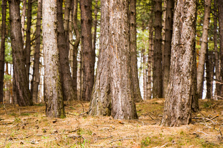 Pine forest and wild landscape and view, trees view in Georgia