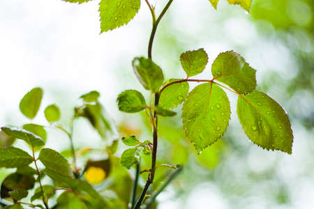 Rose leaves during rain, rain drops on the leaves, close-up
