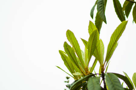Loquat tree leaves close-up and white sky, springtimeの写真素材