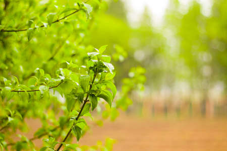 Green tree and leaves background, daytime