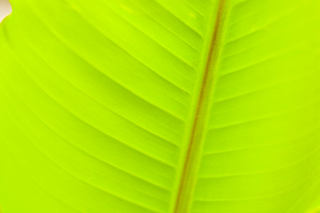 Banana tree leave background, green nature background