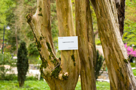 Crepe myrtles tree close-up with label Lagerstoemia indica in park