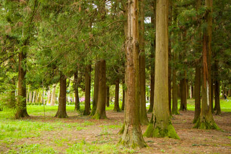 Old big trees forest in the park, Zugdidi Botanic garden in Georgia