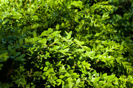 Georgian Buxus close-up and macro, Buxus with water drops, sunlight