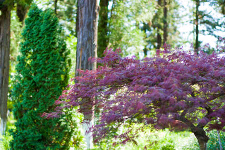 Japanese decorative Maple close-up, springtimeの写真素材