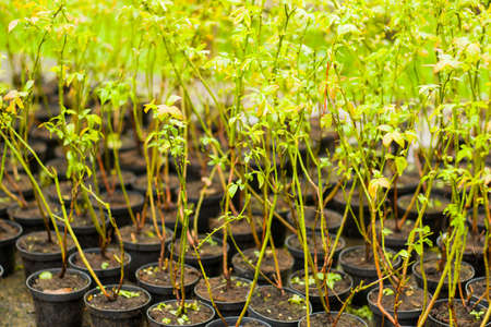 Blueberry plantation, blueberry bushes in container in the farm in Samegrelo, Georgia