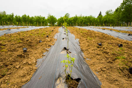 Blueberry plantation, field in the farm in Samegrelo, Georgiaの写真素材