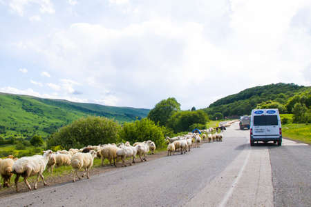 Domestic farm animals on the highway and road, moving flockの写真素材