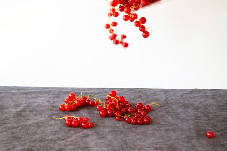 Red currant on the gray cloth background. Large group of colorful berries.の写真素材