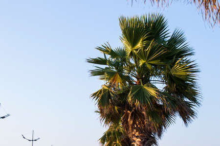 Palm tree on the beach in Gonia, Georgia. Black sea palm trees.の写真素材