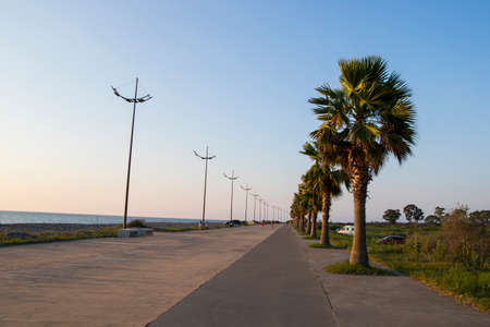 Palm tree on the beach in Gonia, Georgia. Black sea palm trees.の写真素材