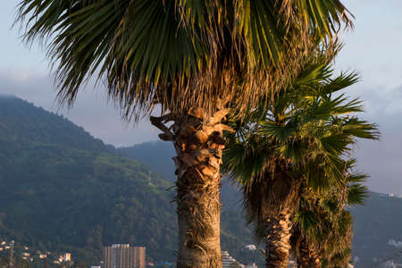 Palm tree on the beach in Gonia, Georgia. Black sea palm trees.の写真素材