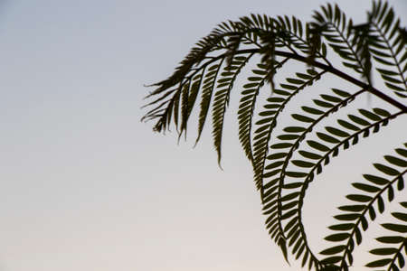 Plant shadow on the sunset colorful sky, background and textureの写真素材