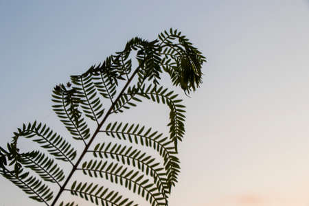 Plant shadow on the sunset colorful sky, background and textureの写真素材