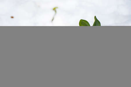 Green plant in snow, green and white colorsの写真素材