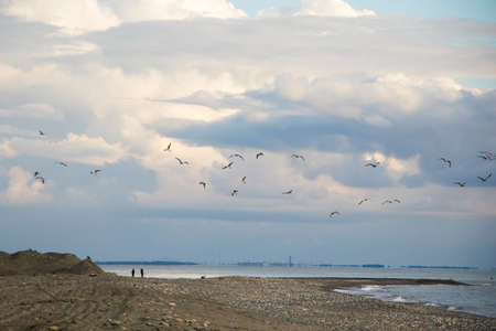 Seagull fly on the beach in Black sea, Georgia