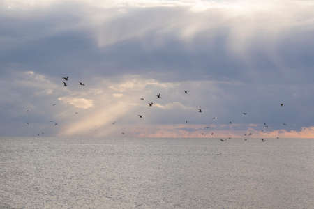 Seagull fly on the beach in Black sea, Georgia