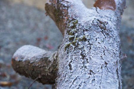 Iced dew on the cut wood, close-up an macroの写真素材