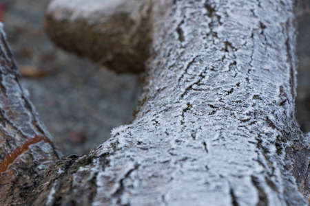Iced dew on the cut wood, close-up an macroの写真素材