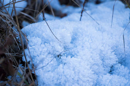 Iced dew on the grass and leaves on the land, morning cold and snow