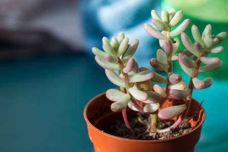 Succulent on the window, sunlight and close-up, beautiful succulentの写真素材