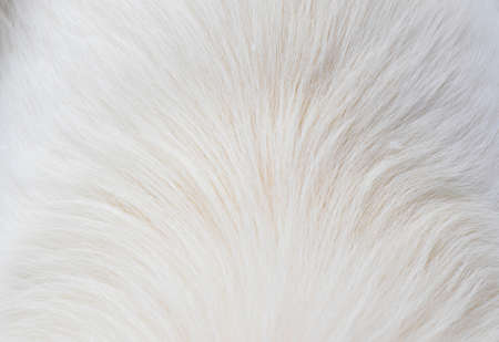 White dog fur background and texture, high angle viewの写真素材