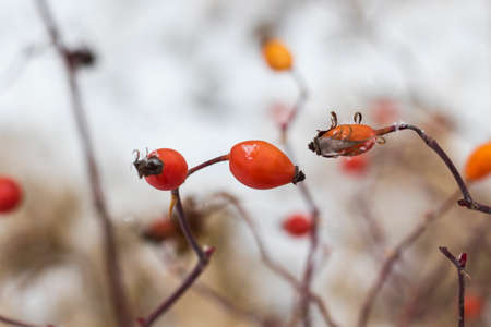 Snow on the plant, winter snow macro, brown and red colors